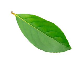 Obraz premium One green leaf isolated on white background.