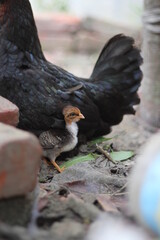 Chicks with mother chicken