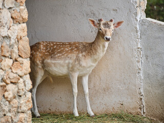 beautiful gazelle on a farm