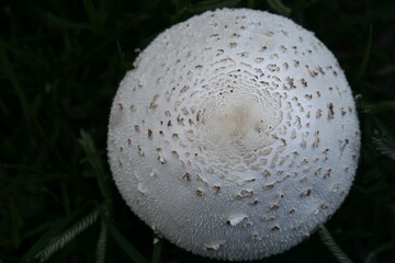 Hongo Agaricus arvensis llamado Hongo Blanco, posee un sombrero abombado sub escamoso nace en la...