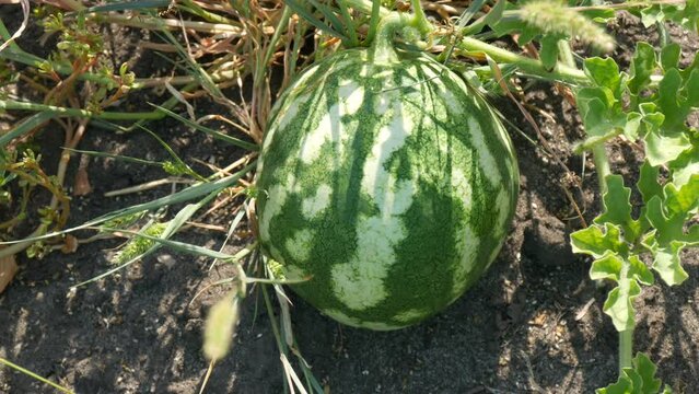 Ripe young watermelon on a field in green foliage. Melons harvest