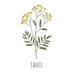 Tansy. Wild flower. Vector illustration.