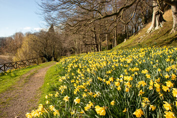 Obraz premium Springtime daffodils in the woods.