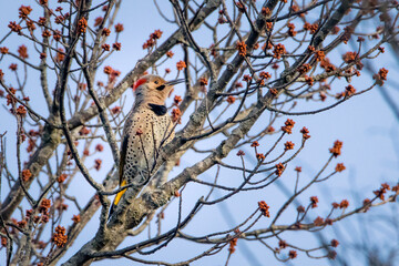 Male Northern Flicker bird perched on a tree calling its mate on an early sprin morning