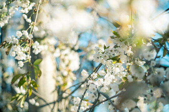 Weiße Kirschblüten werden von Sonnenstrahlen angestrahlt
