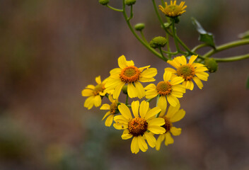 yellow brittlebush flowers in the garden signals springtime