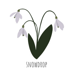 Snowdrop. Wild flower. Vector illustration.
