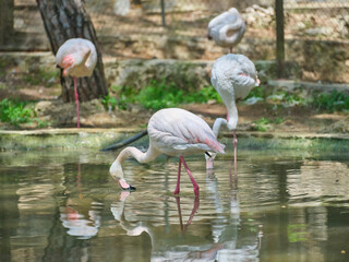 beautiful flamingo birds at a water's edge