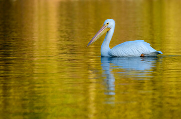 Naklejka na ściany i meble white pelican swimming on a lake with yellow reflection of the setting sun