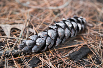 Dry pine cone on the ground in forest . Macro shot