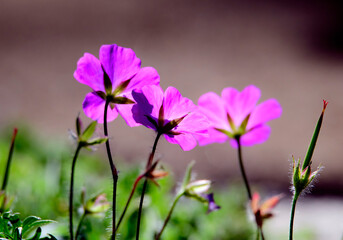 Fototapeta na wymiar Backlit triplet of purple garden flowers