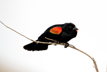 red winged blackbird against a high key white background with a clear view of the yellow and red in...