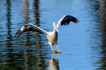 American pelican landing on beautiful blue waters with large wingspread and beak notch for mating...