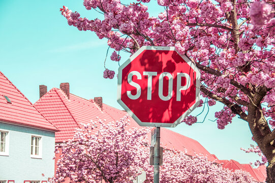 Ein Stopschild in einer Wohnsiedlung vor blühenden Kirschbäumen