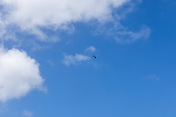 Bird flying high over the Caribbean Sea, Curacao