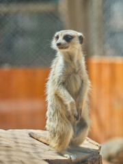 Fototapeta premium a cute meerkat in the zoo