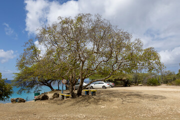 Poisonous manchineel tree at the parking lot of Playa Jeremi on the Caribbean island Curacao