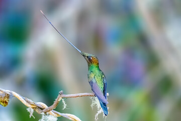 Fototapeta premium Sword-billed hummingbird showing off its long bill
