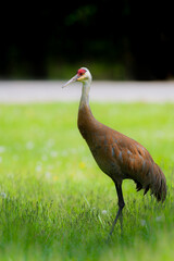 Sandhill Crane foraging in the grass in a field in Michigan