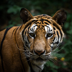 Bengal Tiger (Panthera Tigris Tigris) face and eyes closeup