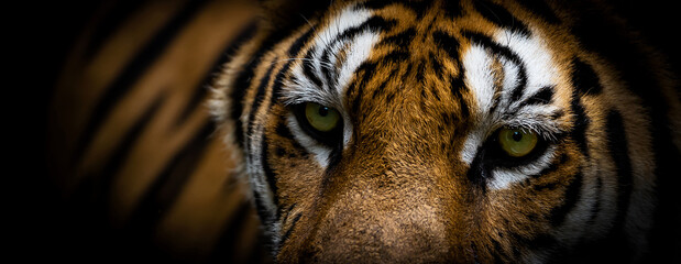 Close up Tiger's face and eyes on black background