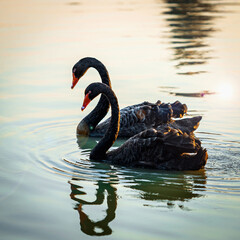 Black swans. Two black swans float in the river