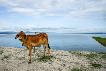 A young bull stood by the dam with the sky and the dam in the background.