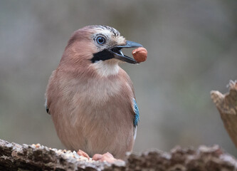 Der Eichelhäher (Garrulus glandarius)
