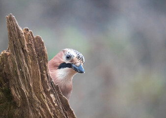 Der Eichelhäher (Garrulus glandarius)