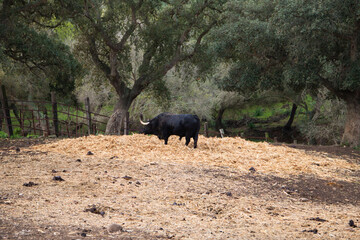 black bull in the countryside of spain. The bull is art and tradition.