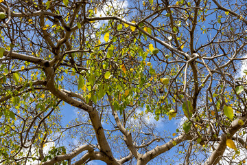 Manchineel tree with poisonous fruits at Playa Jeremi on the Caribbean island Curacao