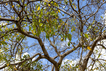 Manchineel tree with poisonous fruits at Playa Jeremi on the Caribbean island Curacao