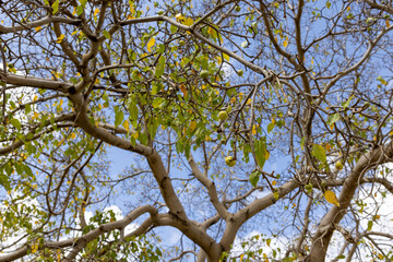 Manchineel tree with poisonous fruits at Playa Jeremi on the Caribbean island Curacao