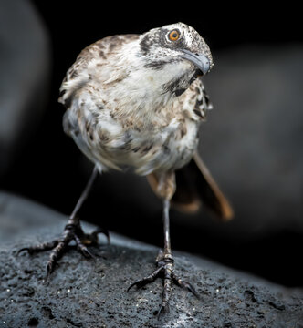 Galapagos Hood mockingbird love to chase tourists and steal their water
