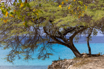 Obraz na płótnie Canvas Big tree and the Caribbean sea in different shades of blue at Playa Jeremi on the Caribbean island Curacao