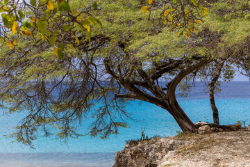 Big tree and the Caribbean sea in different shades of blue at Playa Jeremi on the Caribbean island Curacao