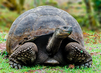Giant Galapagos Tortoise foraging in Galapagos, Ecudaor
