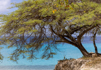 Big tree and the Caribbean sea in different shades of blue at Playa Jeremi on the Caribbean island Curacao