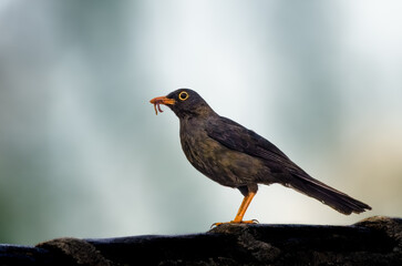 Great Thrush perched with a worm in Ecuador