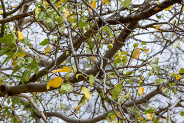 Manchineel tree with poisonous fruits at Playa Jeremi on the Caribbean island Curacao