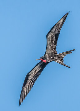 Frigate bird flying and showing off its red pouch