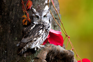 Eastern Screech Owl perched on a tee during fall