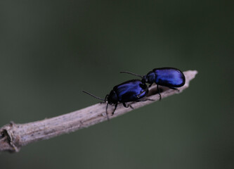 Two beetles on twig