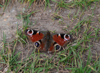 Peacock butterfly close up