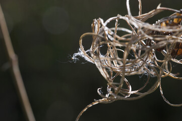 close up of old mans beard