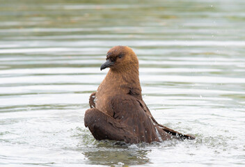 Fototapeta premium Brown Skua bathing in the cold South Georgia waters
