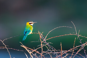 Blue breasted bee-eater perched on a tree