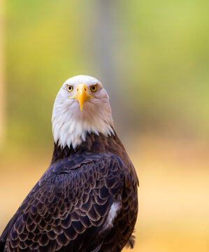 American Bald Eagle Giving Me The Death Stare