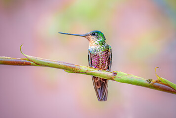 Blue-throated starfrontlet hummingbird perched on a tree