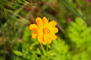 yellow flower in the garden